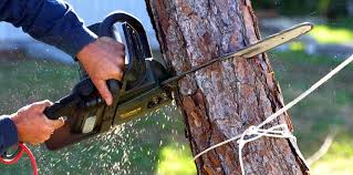 North Weeki Wachee, FL Tree Services Company