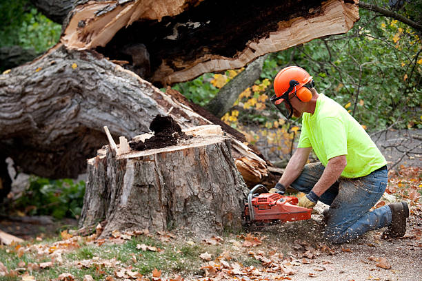 Best Stump Grinding and Removal  in North Weeki Wachee, FL